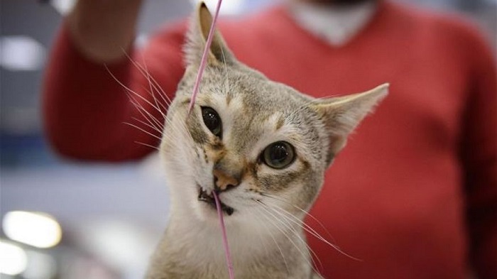 A cat bit a man`s thumb, and 6 weeks later, he was dead